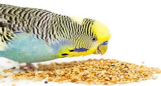 جوانه گندم برای جوجه مرغ