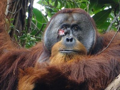 اقدام درمانی جالب این اورانگوتان همه را شگفت زده کرد/ عکس