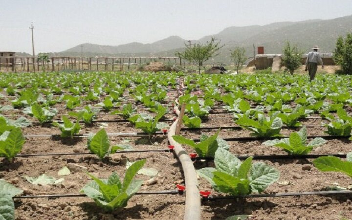 اروپا از سال ۲۰۲۵ محصولات تولیدشده با کود شیمیایی وارد نمی‌کند - خبرگزاری گیل 25 | اخبار ایران و جهان