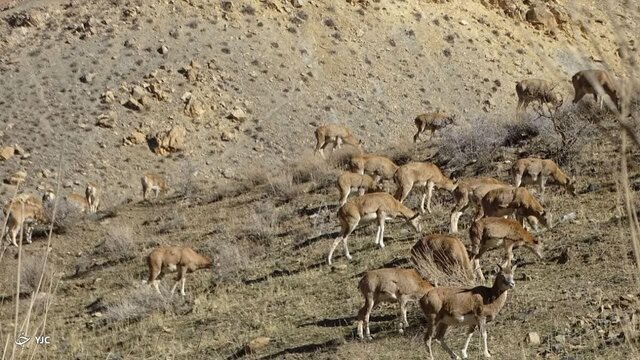 پناهگاه حیات‌وحش حیدری؛ گنجینه‌ای از تنوع زیستی در نیشابور