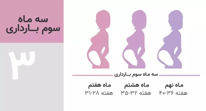سه ماه سوم بارداری و رشد جنین