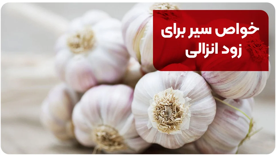 خواص سیر برای زود انزالی