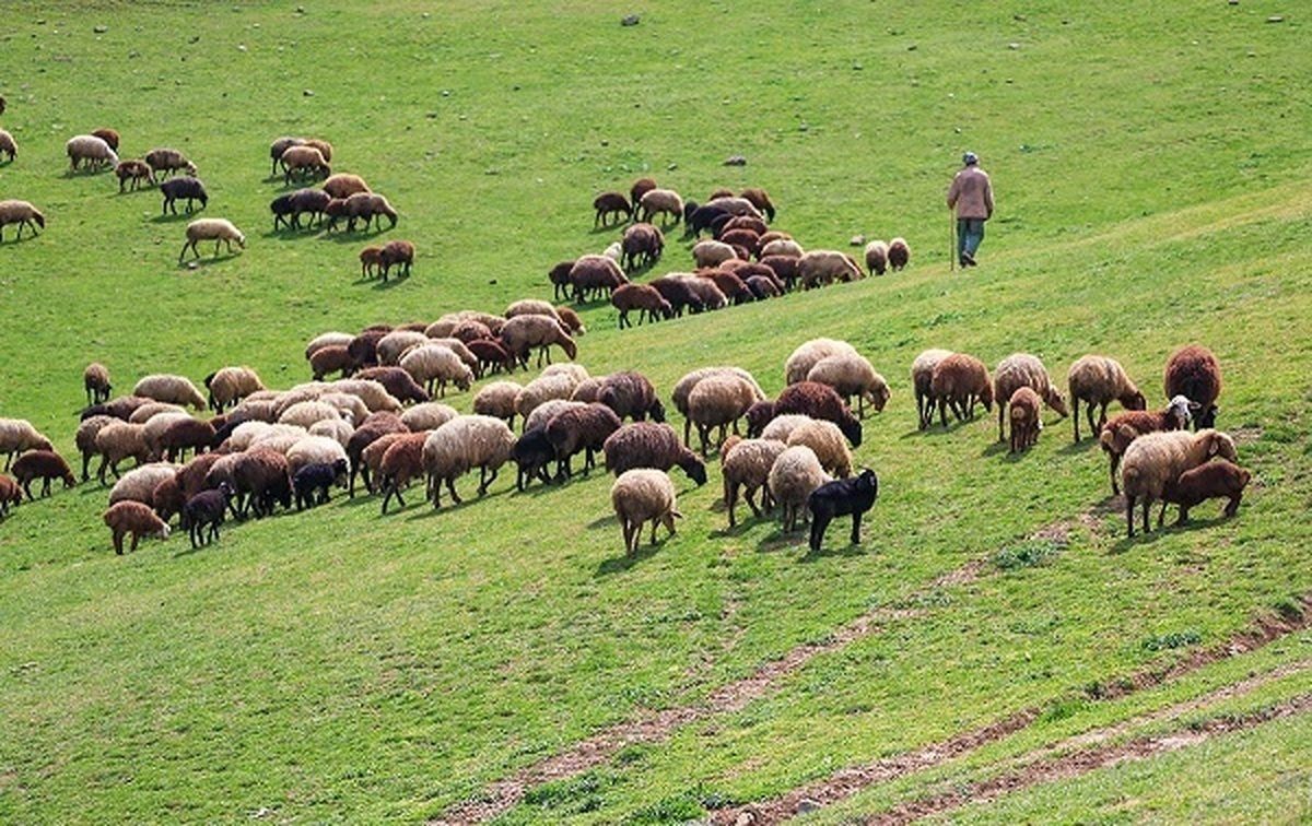 ایران و عمان روابط تجاری و اقتصادی در حوزه دام را تقویت می کنند
