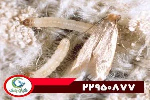 سمپاشی بید تهران